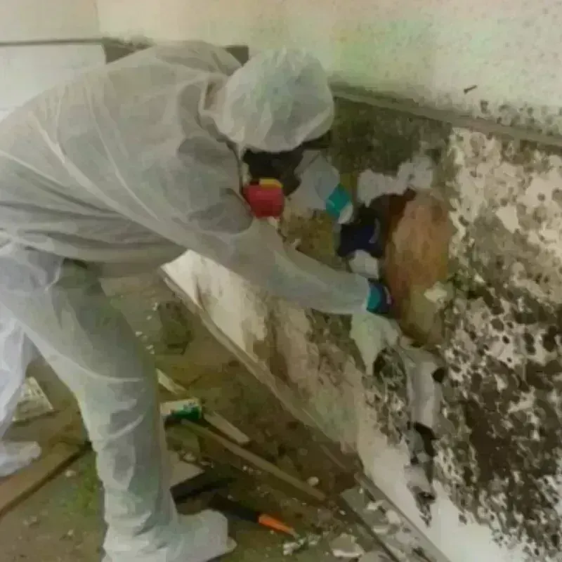 Mold Remediation and Removal in Camp Point, IL